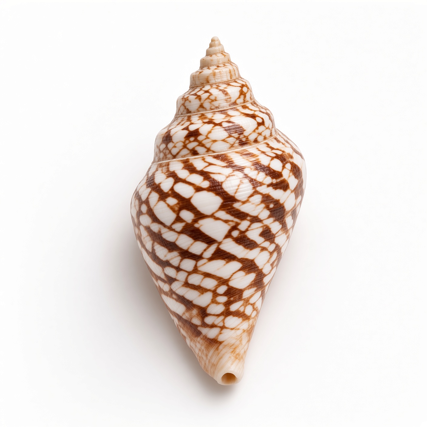 Amber Lattice Volute
