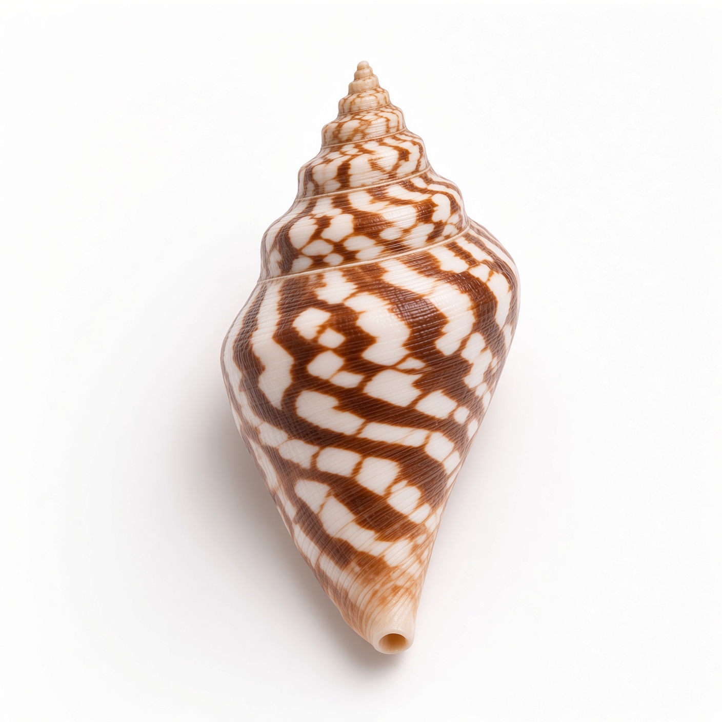 Honey Mesh Conch
