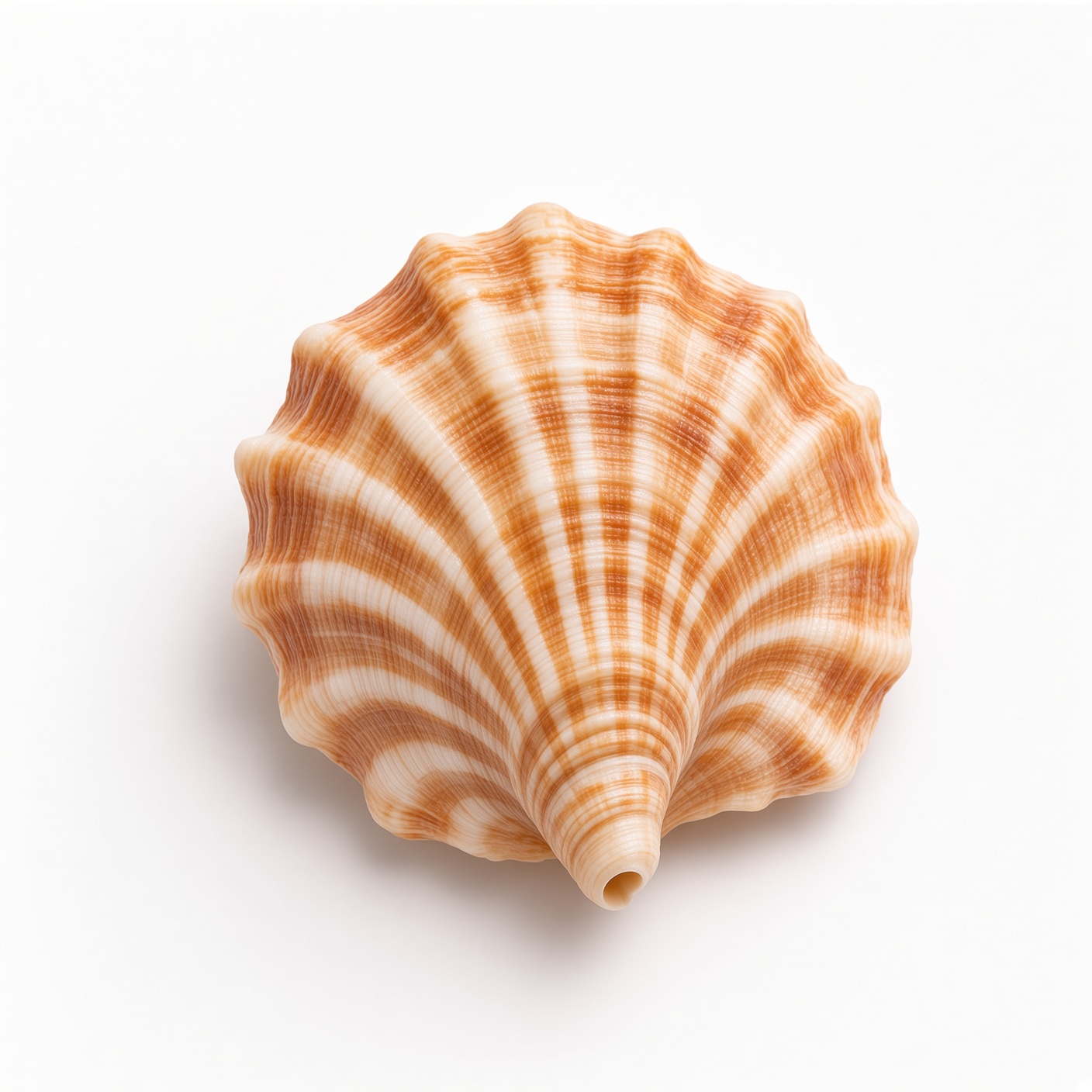 Saffron Fan Whelk